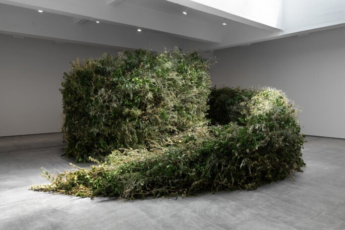 Installation view of Meg Webster’s Thicket at Paula Cooper Gallery in New York